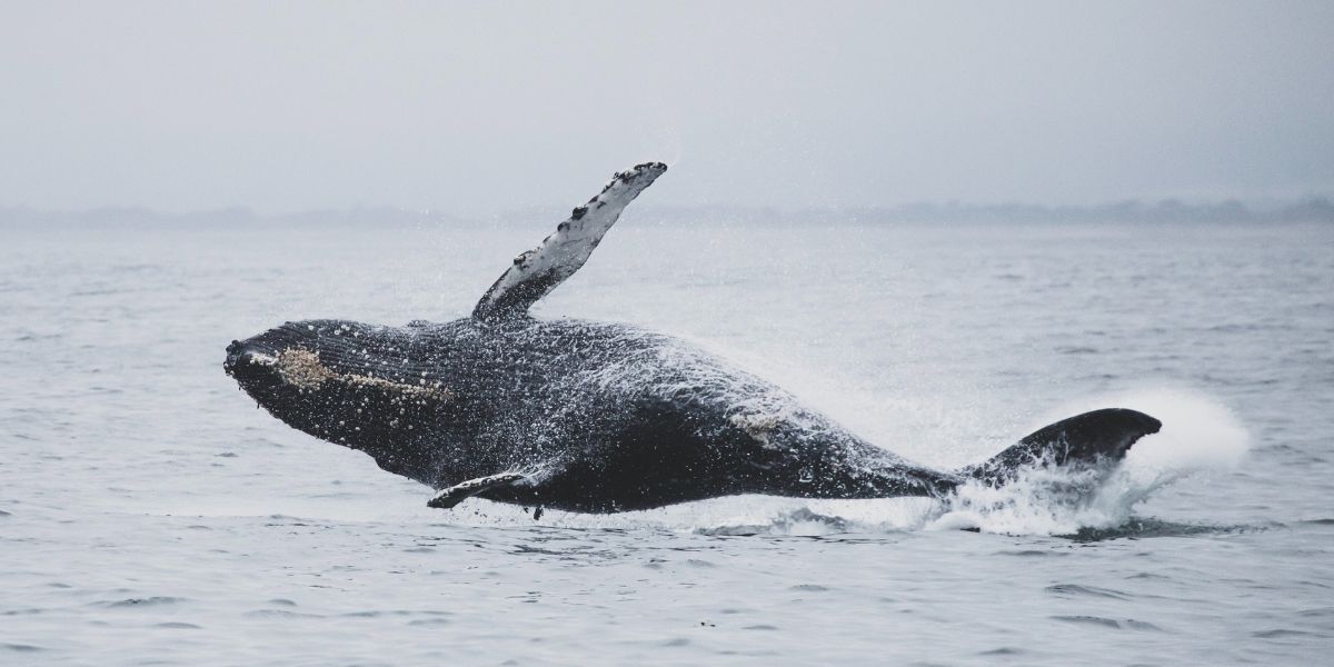 Baleine boréale dans l'Océan Arctique