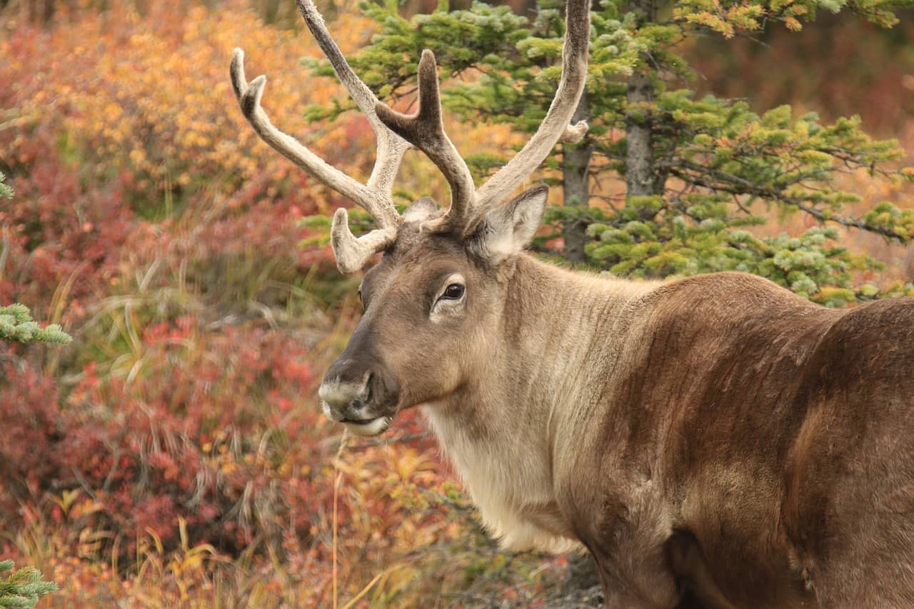 Caribou du Canada