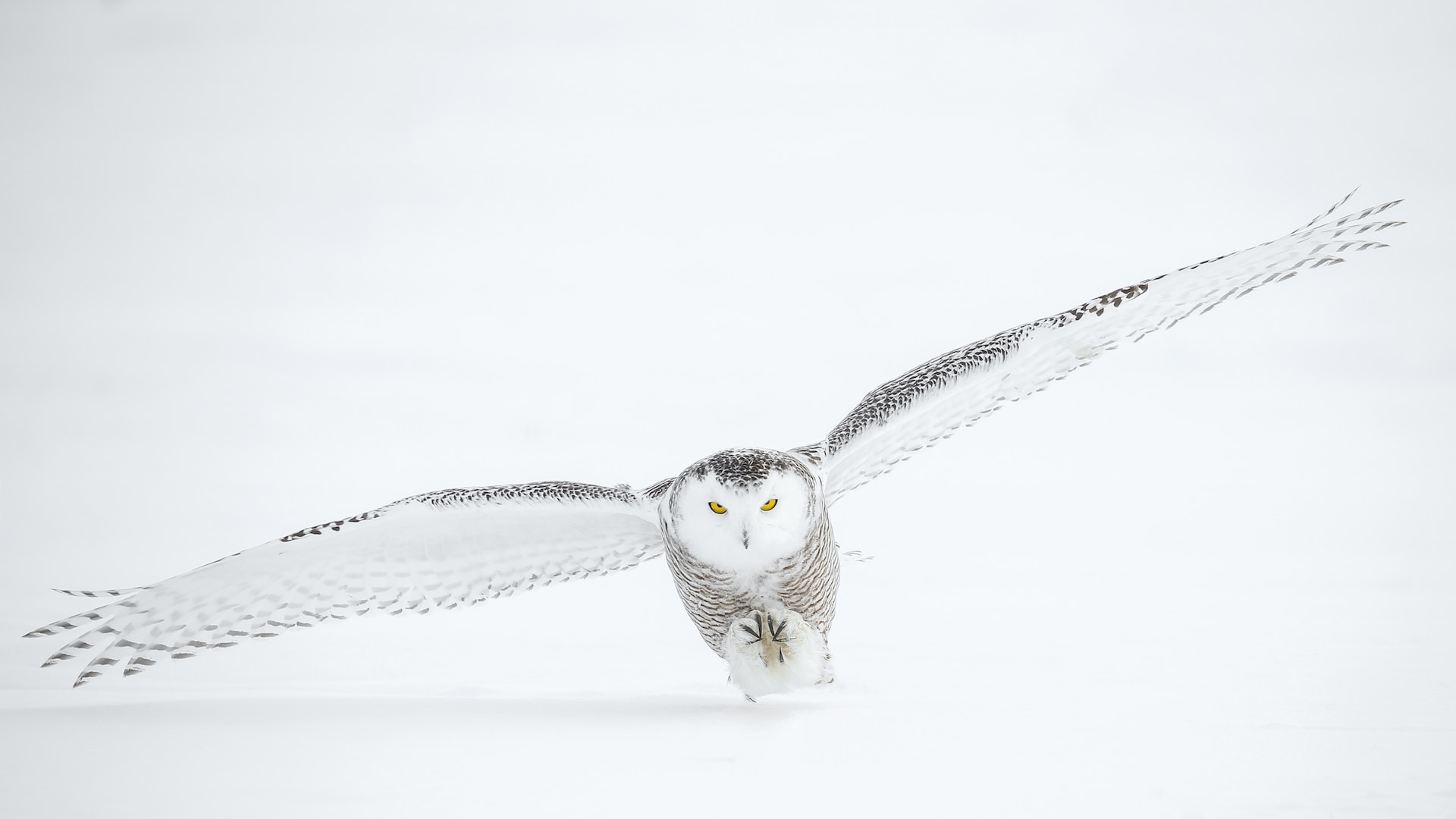 Harfang des neiges en vol dans l'Arctique