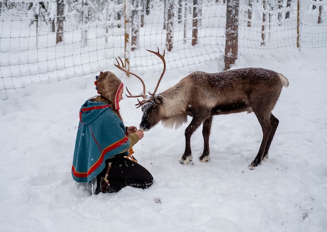 Sami et renne en Laponie Suédoise