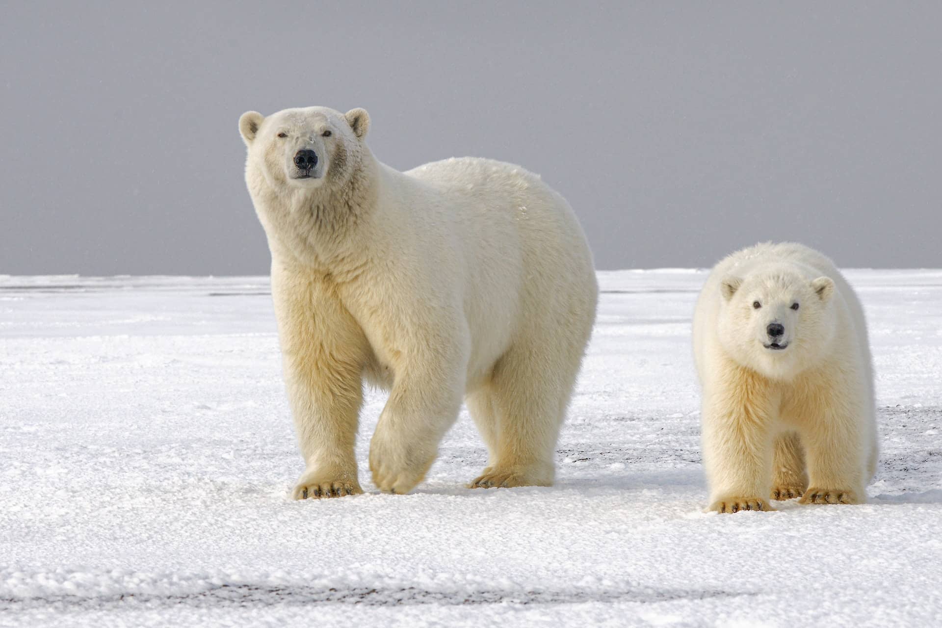 Ours polaires sur la banquise de l'Arctique