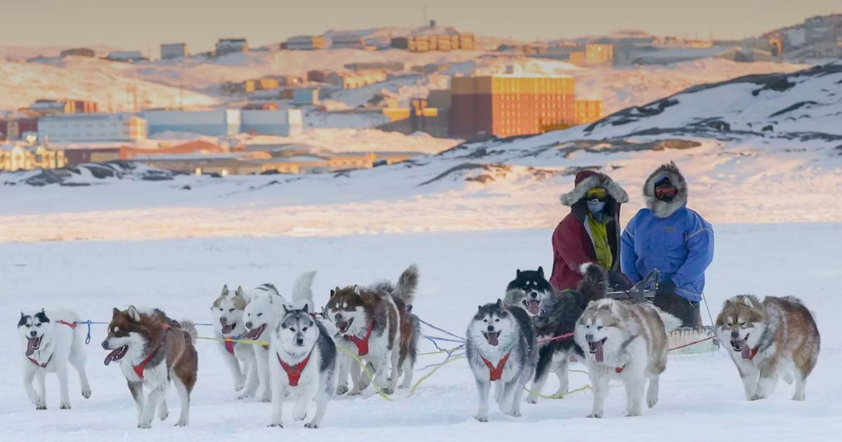 chiens de traineau au Nunavut