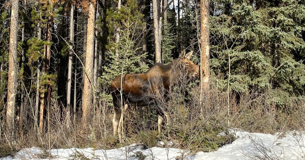 Elan près de Jasper