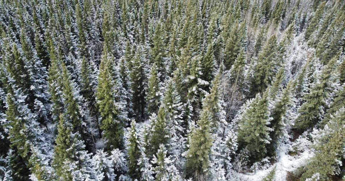 Forêt de sapins au Canada