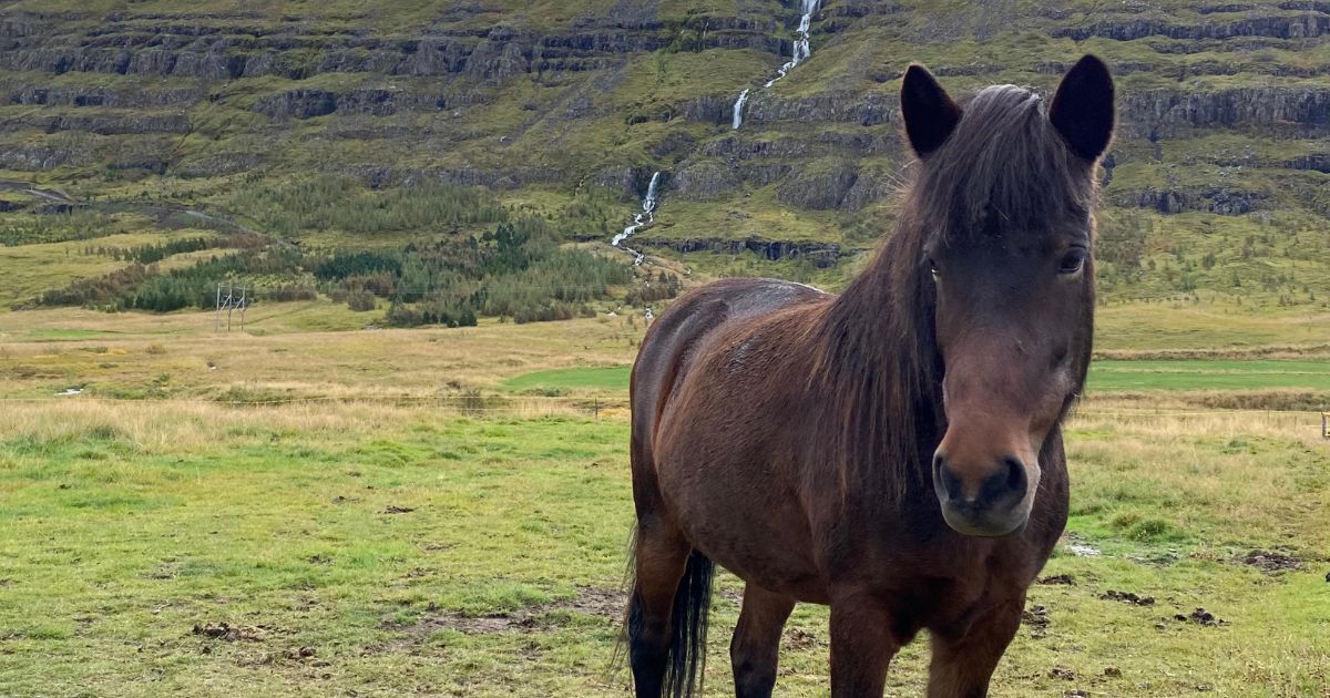 Cheval islandais