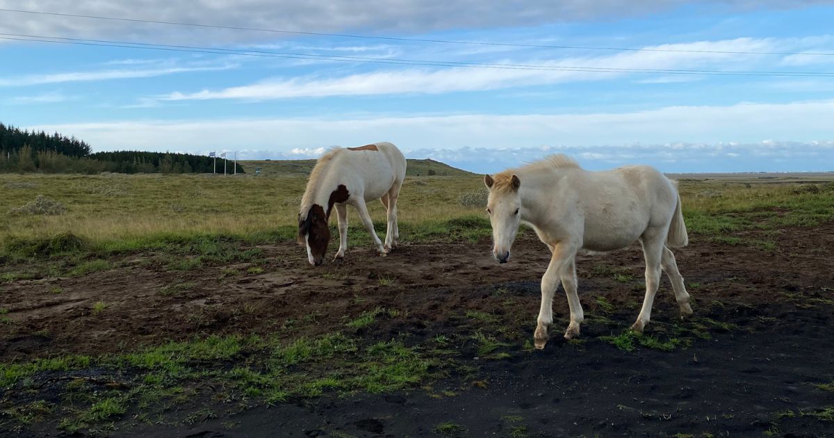 Chevaux islandais