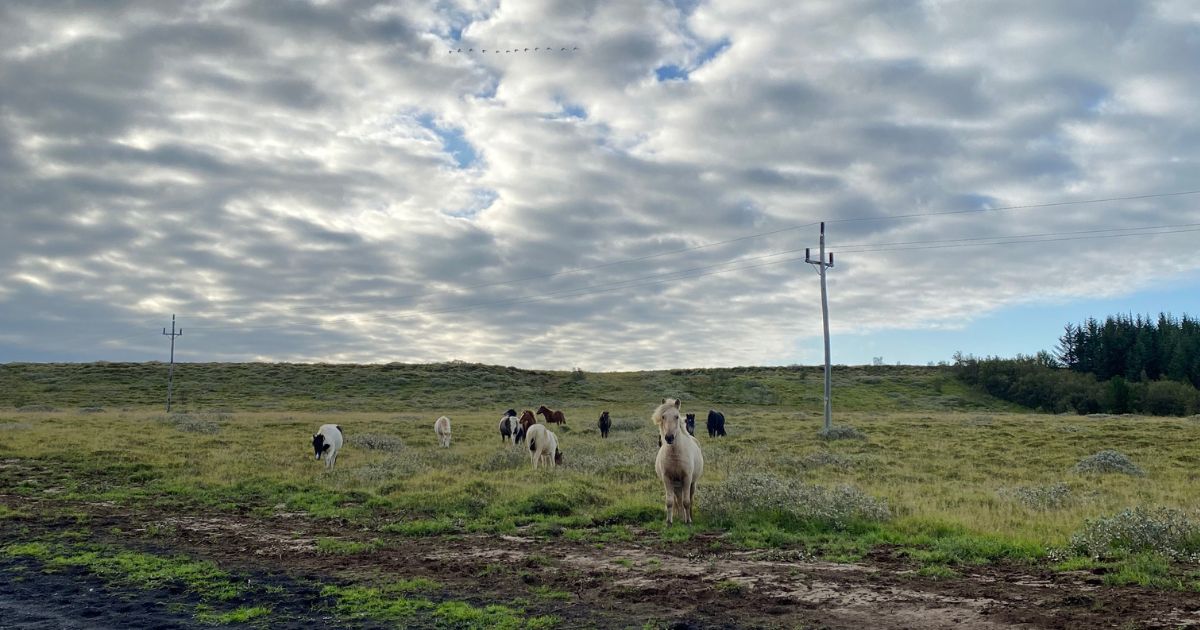 Chevaux islandais